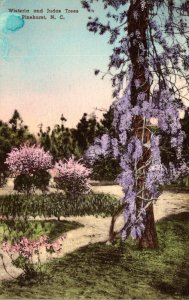 North Carolina Pinehurst Wisteria and Judas Trees 1951 Handcolored Albertype