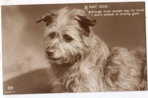A GAY DOG !