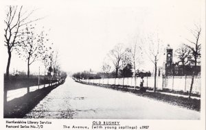 The Avenue Old Bushey Hertfordshire in 1907 Postcard