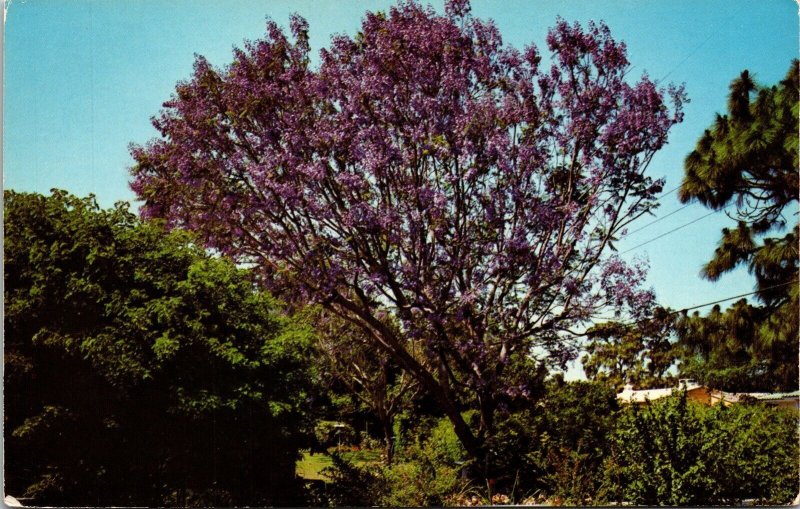 Jacaranda Tree Florida FL Postcard VTG UNP Mirro Vintage Unused Chrome 