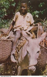 Little Woodman on donkey , Jamaica , B.W.I. , 50-60s