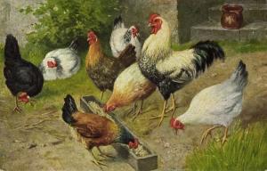 Chicken Hen Rooster (1910s) VII