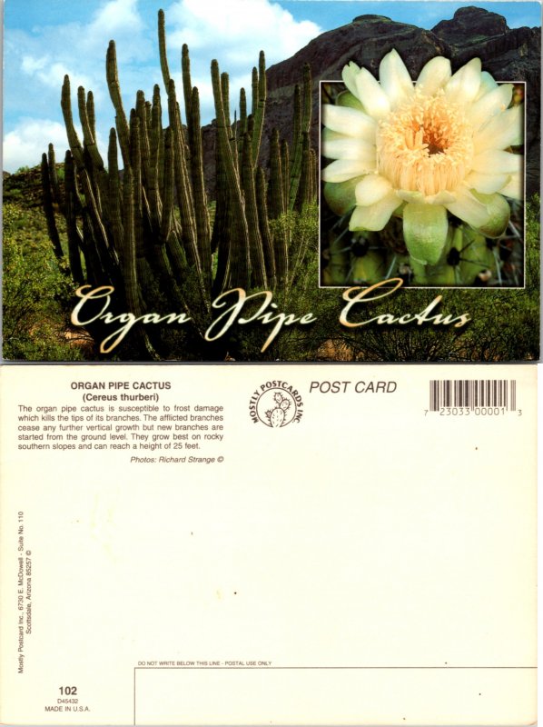 Organ Pipe Cactus (12011)