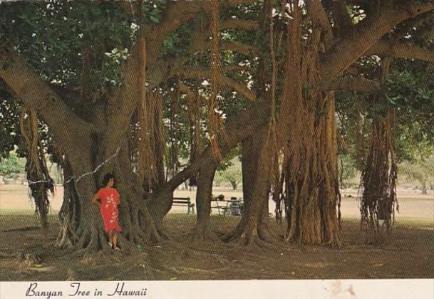 Hawaii Maui Banyan Tree At Lahaina 1979