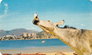 Acapulco Mexico Beer Drinking Burro Donkey Vintage Postcard AA36682 