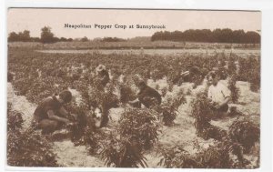 Neapolitan Pepper Crop Sunnybrook Farm Farming postcard