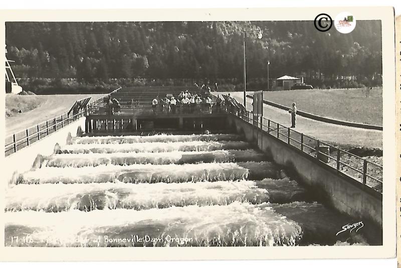 Fish Ladder of Bonneville Dam Oregon Vintage Real Photograph Postcard by Sawyer