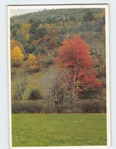 Postcard Nature Trees Landscape Scenery, Colorado Springs, Colorado