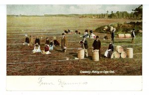MA - Cape Cod. Cranberry Picking ca 1905