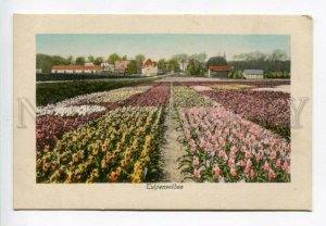 3158283 Netherlands Tulpenvelden Tulip Fields Vintage postcard