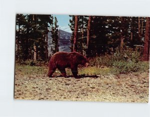 Postcard Brown Bear, Yellowstone National Park, Wyoming