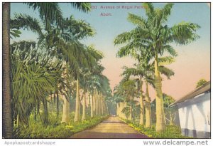 Ghana Aburi Avenue Of Royal Palms