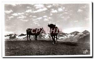 Old Postcard Ocean Pyrenees Luchon Superbagneres Paturages on the plateau and...