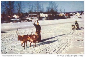 Alaska Reindeer Team and Sled On Chena At Fairbanks 1965
