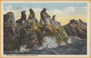 The Seals at Catalina Island, Calif.,  - 1921