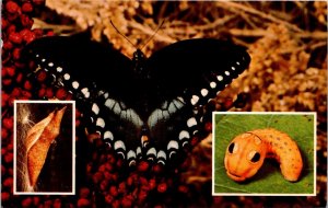 Spicebush Swallowtail Butterfly - [MX-654]