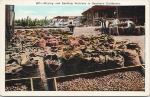 Drying and Sacking Walnuts in Southern California Unused Kashower Postcard G85