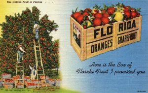 USA Florida The Golden Fruit Vintage Postcard C290