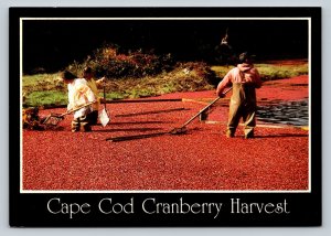 Cape Cod Cranberry Harvest in Massachusetts 4x6 Vintage Postcard 0349