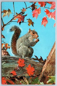 Animals~Gray Squirrel With Nut In Tree~Vintage Postcard