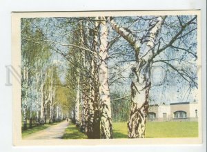 453318 USSR 1967 year Belarus Minsk in the Botanical Garden postcard