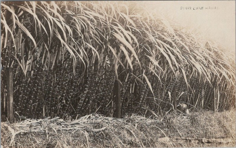 RPPC Postcard Sugar Cane Hawaii HI