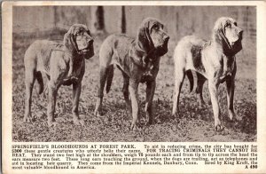 Bloodhounds at Forest Park, Springfield MA Imperial Kennels Vintage Postcard P45