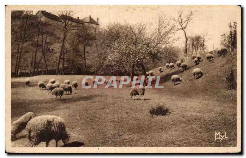 Old Postcard Our Beautiful Country Sheep at pasture