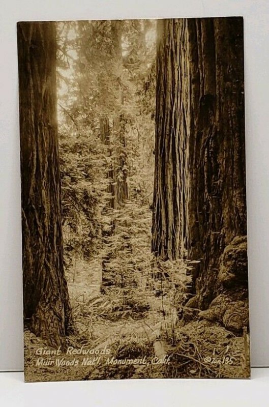 RPPC Giant Redwoods Muir Woods Nat'l Monument California Real Photo Postcard G9