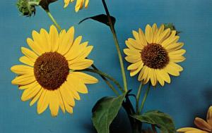 Kansas State Flower - Sunflower