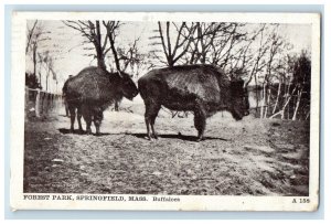 1910 Buffaloes Forest Park Springfield Massachusetts MA Antique Posted Postcard