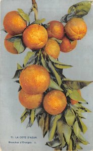 br108483 la cote d azur france oranges fruits harvest