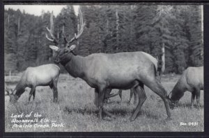 Last of the Roosevelt Elk,Prairie Creek  Park,CA