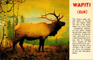 Wapiti Elk Largest Game Animal Native To Arizona