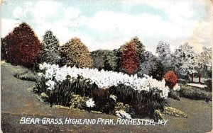 Bear Grass Rochester, New York  
