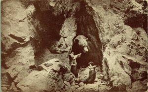Northwestern Black Cinnamon Brown Bear Museum California Sciences Postcard Sepia