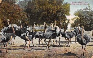 Ostriches fighting in a California ostrich farm Animals, Misc, Unused 
