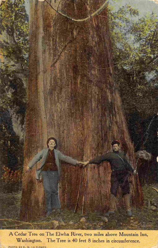 Large Cedar Tree Elwha River above Mountain Inn Washington 1912 postcard