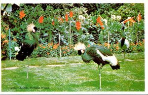 Oregon Portland Lambert Gardens African Crowned Cranes and Demoiselle Cranes