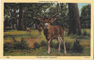 Stag Deer I'm Wild About Yosemite National Park California