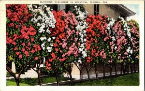 Blooming Oleanders Beautiful Florida Vintage Postcard Standard View Card