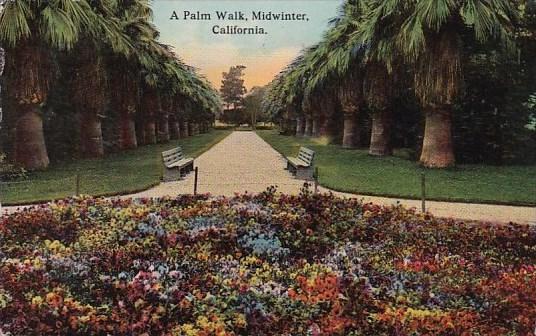 California Midwinter A Palm Walk 1913
