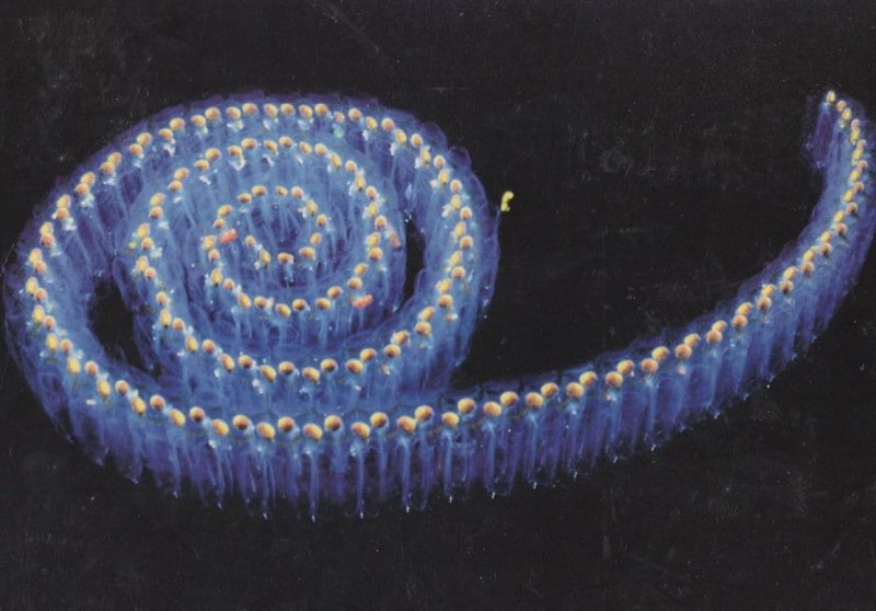 Snail Made Of Glowing People Procession Award Photo Postcard