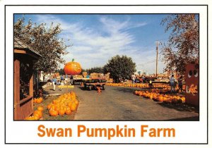 FRANKSVILLE, Wisconsin WI   SWAN'S PUMPKIN FARM  Racine Co  4X6 MODERN Postcard