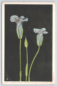 Flowers~Yellowstone Natl Park~Fringed Gentian~Has Medicinal Virtue~Vintage PC