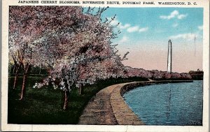 c1930 WASHINGTON D.C. JAPANESE CHERRY BLOSSOMS RIVERSIDE DRIVE POSTCARD 26-162