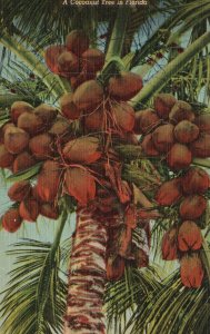 Vintage Postcard Coconut Tree In Florida Gulf Stream Card & Distributing Co Pub.