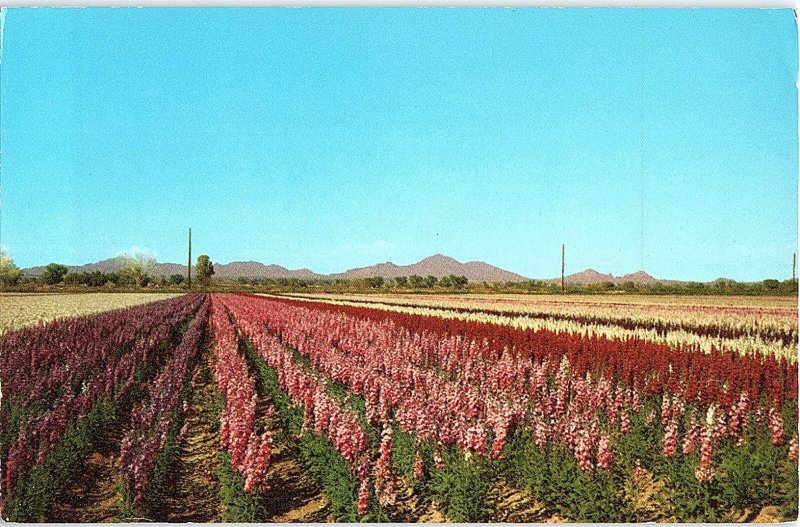 Chrome FARM SCENE Phoenix Arizona AZ AH9716