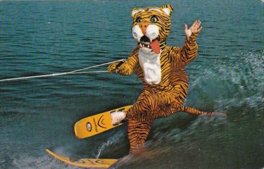 Florida Cypress Gardens Timmy The Tiger Water Skiing Hippostcard