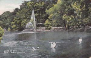 Swans on Lake at the Zoo - Wilmington DE, Delaware - DB